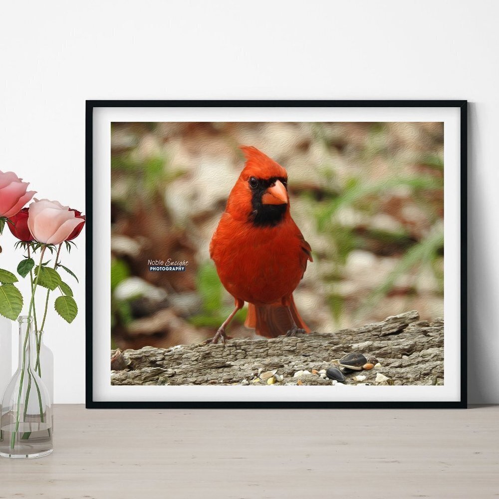 Red Cardinal Bird‎ Oil Painting Art Print